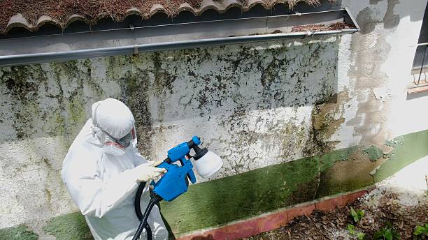 Trusted Attic Mold Removal service in Fair Lawn, NJ - Cheap Mold Removal